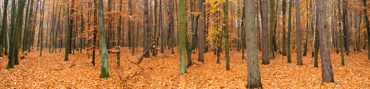 Виниловая наклейка на фартук кухни - Осенний лес