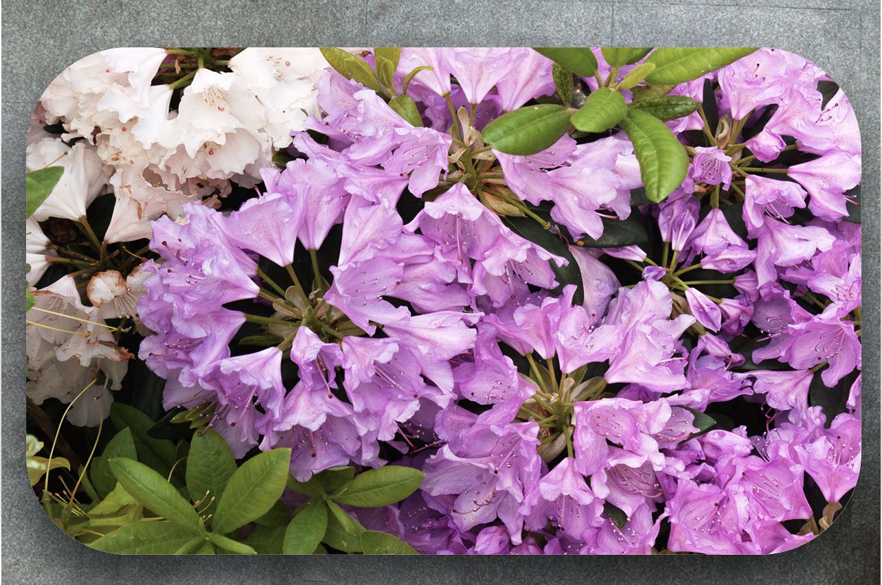 Stickers a Table - Rhododendron | Buy Table Decals in x-decor.comи