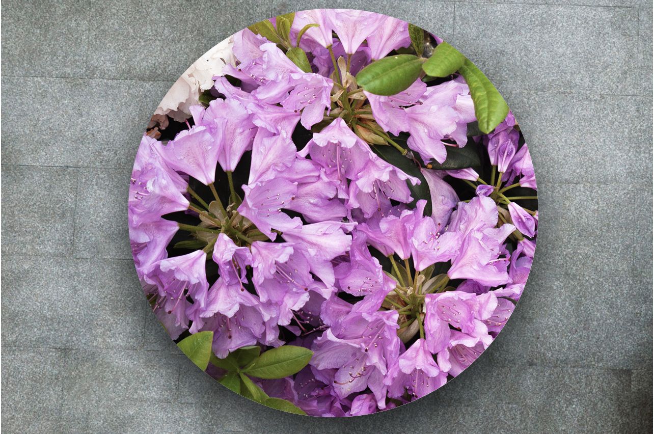 Stickers a Table - Rhododendron | Buy Table Decals in x-decor.com